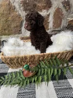 Grey-Male, a male Goldendoodle for sale in Muskogee, OK – 2 of 3