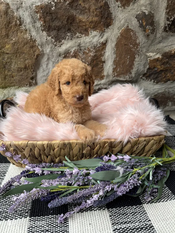 Purple-Female – Goldendoodle puppy for sale in Muskogee, OK