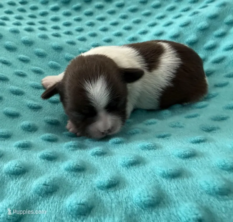 Chocolate Shih Tzu boy 