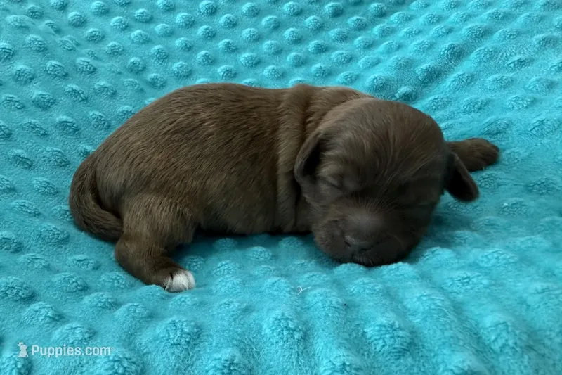 Shih poo boy brindle 