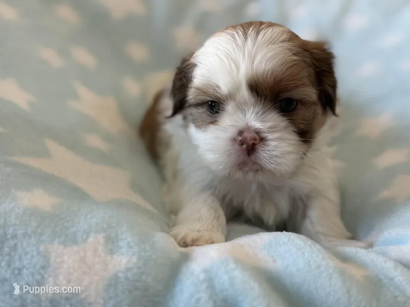 Shih Tzu boy 