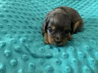 Shih poo boy , a male Shihpoo for sale in Bovey, MN – Photo 2 of 2