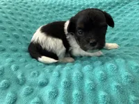 Shih poo, a male Shihpoo for sale in Bovey, MN – Photo 2 of 2