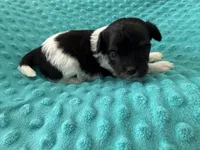 Shih poo, a male Shihpoo for sale in Bovey, MN – Photo 1 of 2