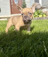 Hermes , a female French Bulldog for sale in Battle Creek, MI – 1 of 2