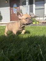 Hermes , a female French Bulldog for sale in Battle Creek, MI – 2 of 2