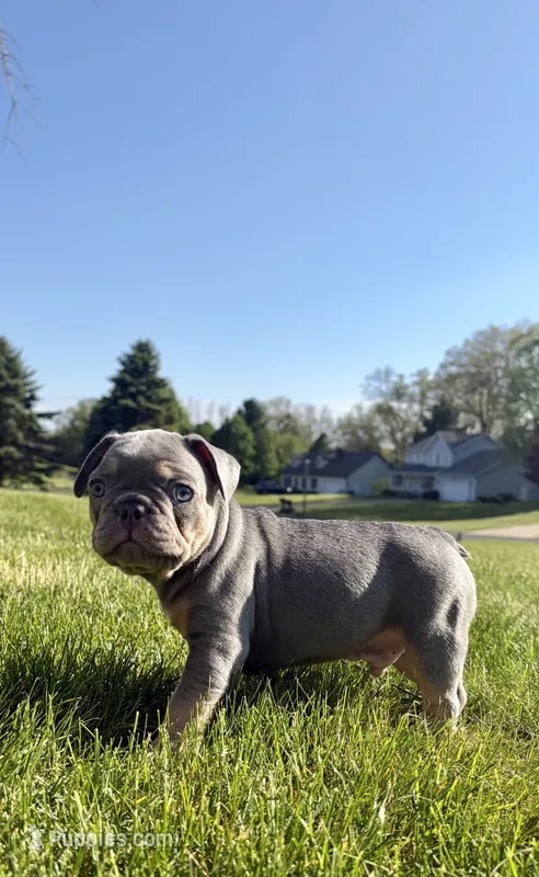 Apollo – French Bulldog puppy for sale in Battle Creek, MI