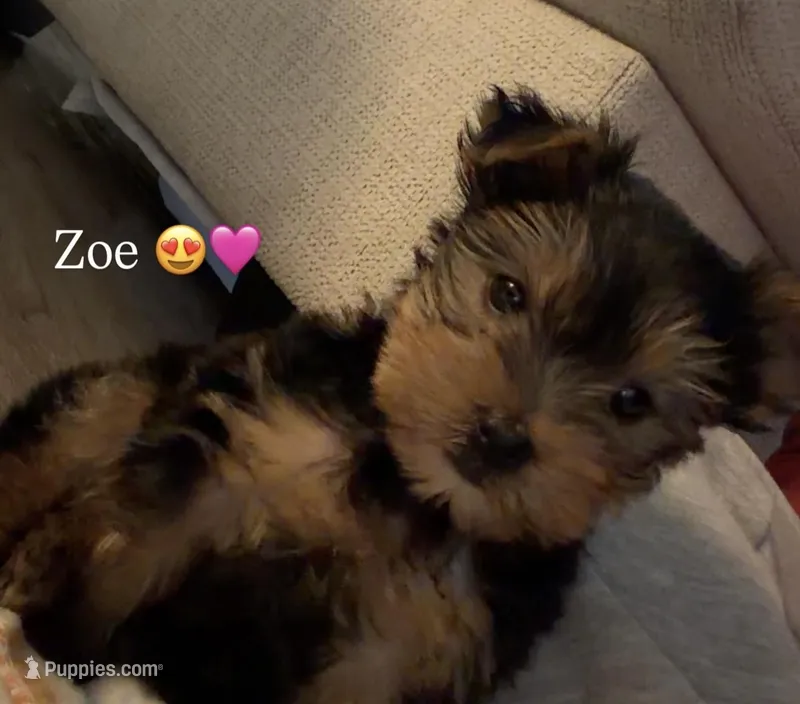 Zoe, a female Yorkshire Terrier for sale in Knightdale, NC – Photo 1 of 1