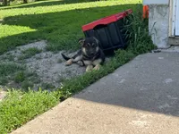 Remi, a female German Shepherd Dog for sale in Blooming Prairie, MN – 2 of 2