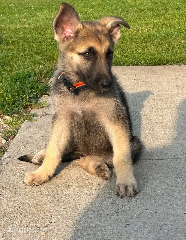 Gracie  – German Shepherd Dog puppy for sale in Blooming Prairie, MN