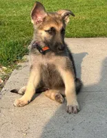 Gracie , a female German Shepherd Dog for sale in Blooming Prairie, MN – 1 of 5