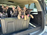 Gracie , a female German Shepherd Dog for sale in Blooming Prairie, MN – 3 of 5