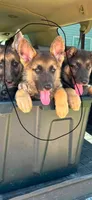 Gracie , a female German Shepherd Dog for sale in Blooming Prairie, MN – 2 of 5