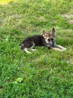 Gracie , a female German Shepherd Dog for sale in Blooming Prairie, MN – 4 of 5