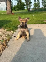 Gracie , a female German Shepherd Dog for sale in Blooming Prairie, MN – 5 of 5