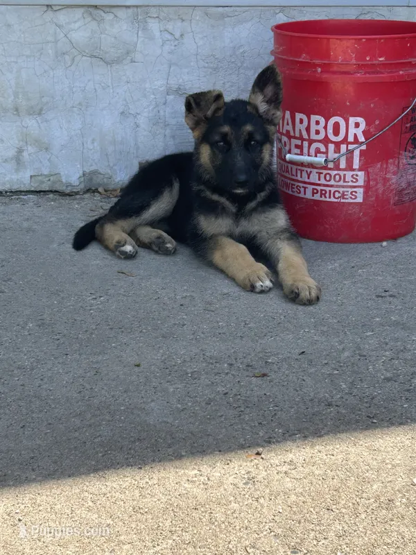 Remi – German Shepherd Dog puppy for sale in Blooming Prairie, MN