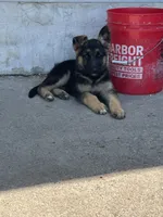 Remi, a female German Shepherd Dog for sale in Blooming Prairie, MN – 1 of 2