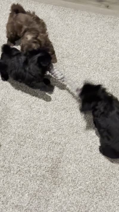 Izzy, a female Schnoodle and Shihpoo for sale in Santaquin, UT – 4 of 5