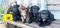 Izzy, a female Schnoodle and Shihpoo for sale in Santaquin, UT – 3 of 5