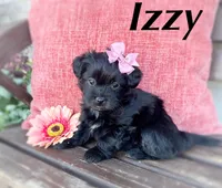 Izzy, a female Schnoodle and Shihpoo for sale in Santaquin, UT – 1 of 5