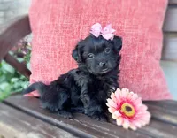 Izzy, a female Schnoodle and Shihpoo for sale in Santaquin, UT – 5 of 5