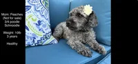 Izzy, a female Schnoodle and Shihpoo for sale in Santaquin, UT – 2 of 5
