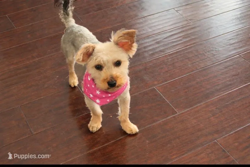 Zoey – Yorkipoo puppy for sale in Wood Dale, IL