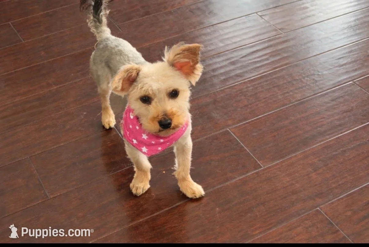 Zoey, a female Yorkipoo for sale in Wood Dale, IL – Photo 1 of 5