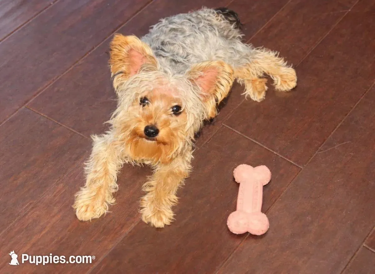 Zoey, a female Yorkipoo for sale in Wood Dale, IL – Photo 2 of 5
