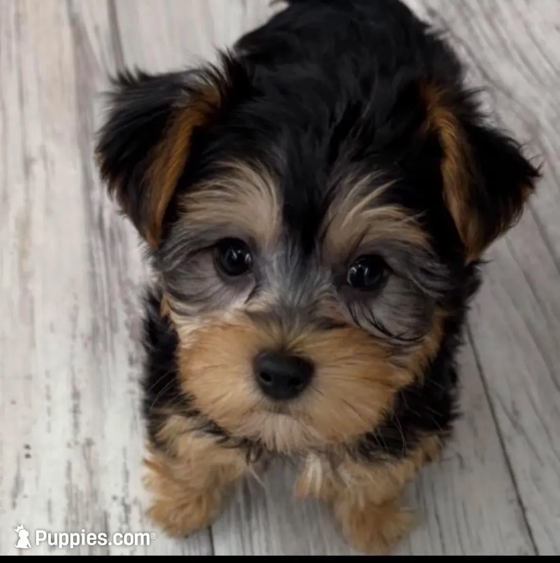 Zoey, a female Yorkipoo for sale in Wood Dale, IL – Photo 3 of 5