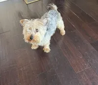 Zoey, a female Yorkipoo for sale in Wood Dale, IL – Photo 5 of 5