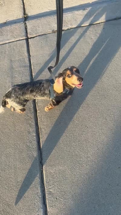 Oliver , a male Miniature Dachshund for sale in Los Angeles, CA – 7 of 8