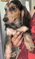 Oliver , a male Miniature Dachshund for sale in Los Angeles, CA – 3 of 8