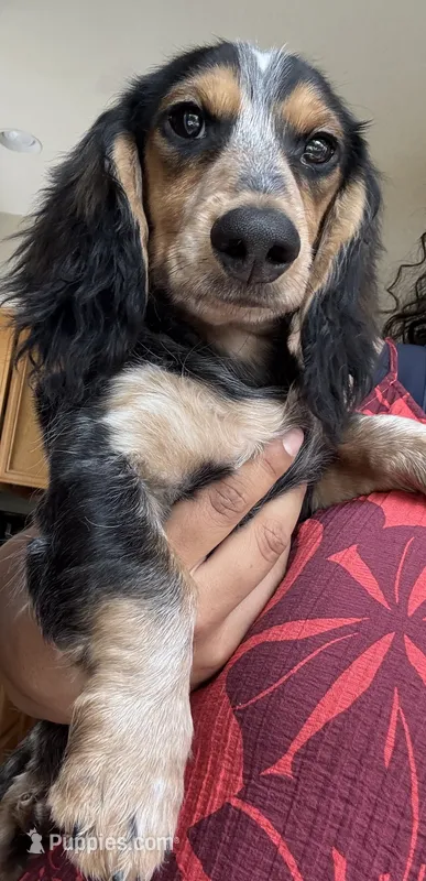 Oliver  – Miniature Dachshund puppy for sale in Los Angeles, CA