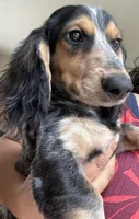 Oliver , a male Miniature Dachshund for sale in Los Angeles, CA – 2 of 8