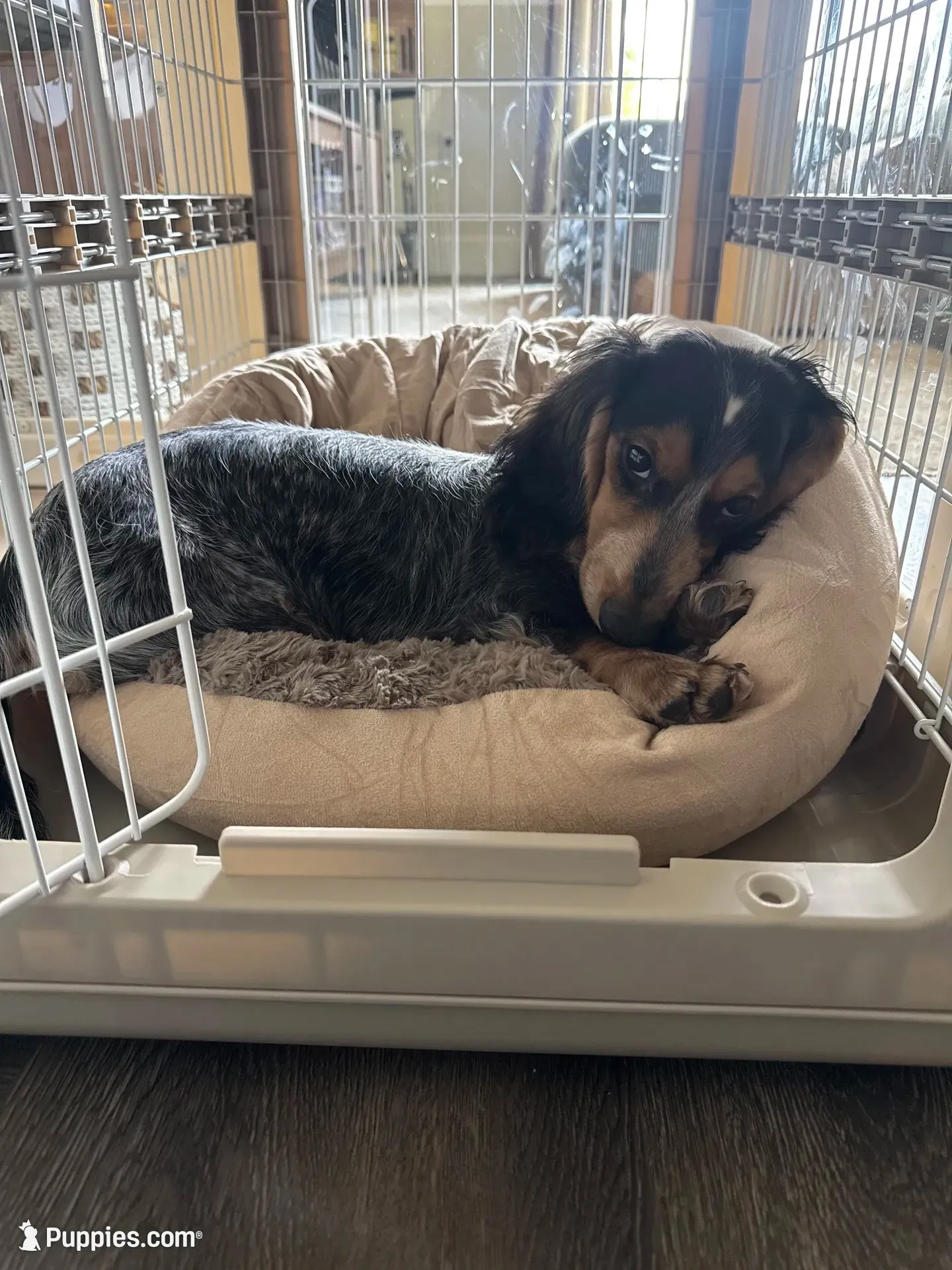 Oliver , a male Miniature Dachshund for sale in Los Angeles, CA – 4 of 8