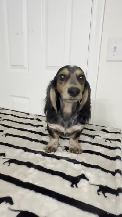 Oliver , a male Miniature Dachshund for sale in Los Angeles, CA – 6 of 8