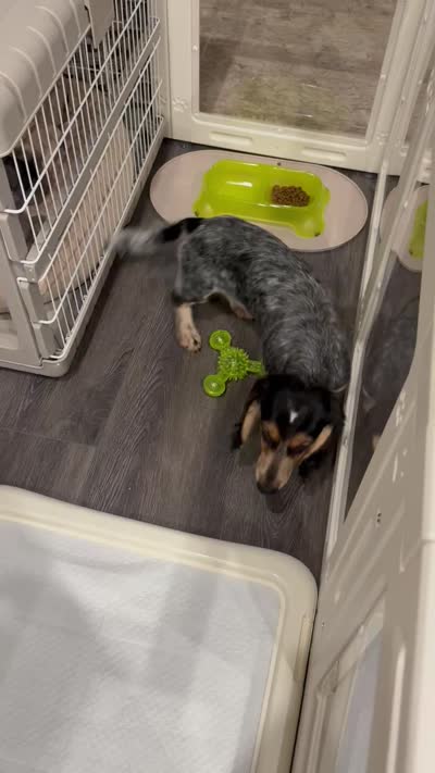Oliver , a male Miniature Dachshund for sale in Los Angeles, CA – 8 of 8