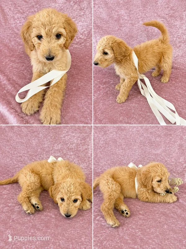 Winnie – Goldendoodle puppy for sale in Kissimmee, FL