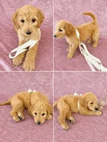 Winnie, a female Goldendoodle for sale in Kissimmee, FL – 1 of 3