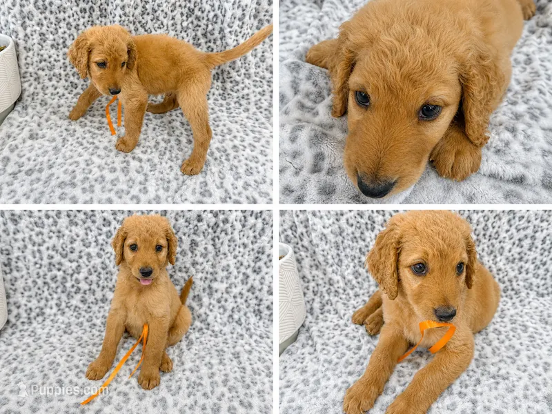 Oliver – Goldendoodle puppy for sale in Kissimmee, FL