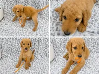 Oliver, a male Goldendoodle for sale in Kissimmee, FL – 1 of 3