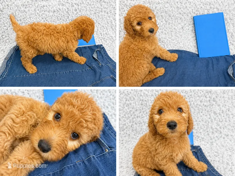 Brooks – Goldendoodle puppy for sale in Kissimmee, FL