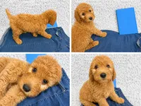 Brooks, a male Goldendoodle for sale in Kissimmee, FL – 1 of 3