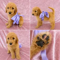Poppy, a female Goldendoodle for sale in Kissimmee, FL – 1 of 3