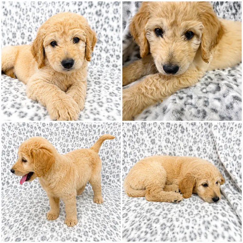 Beau – Goldendoodle puppy for sale in Kissimmee, FL
