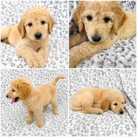 Beau, a male Goldendoodle for sale in Kissimmee, FL – 1 of 3