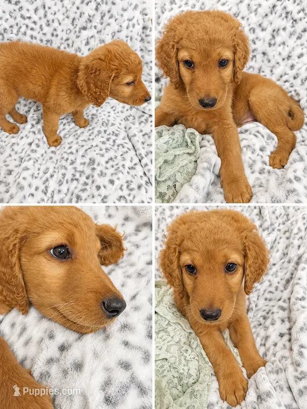 Milton – Goldendoodle puppy for sale in Kissimmee, FL