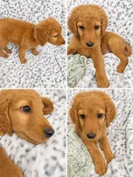 Milton, a male Goldendoodle for sale in Kissimmee, FL – 1 of 3