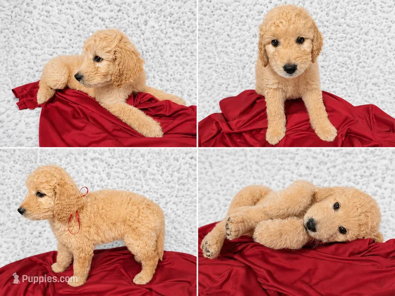 Remy – Goldendoodle puppy for sale in Kissimmee, FL